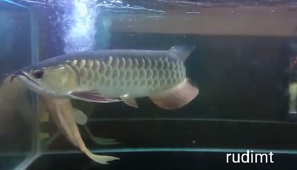 &#91;VERSI ANE&#93; Cara Pelihara Ikan Arwana di Aquarium yang Simpel &amp; Mudah 