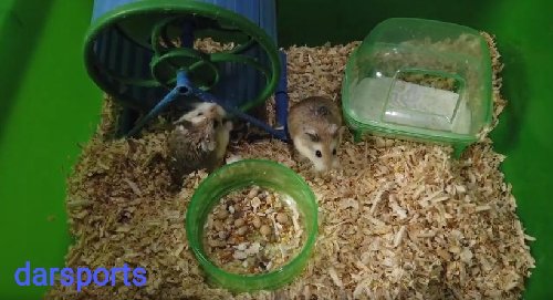 Mau Peliharan Hamster? Nih Tips Perawatannya Versi Ane Sendiri