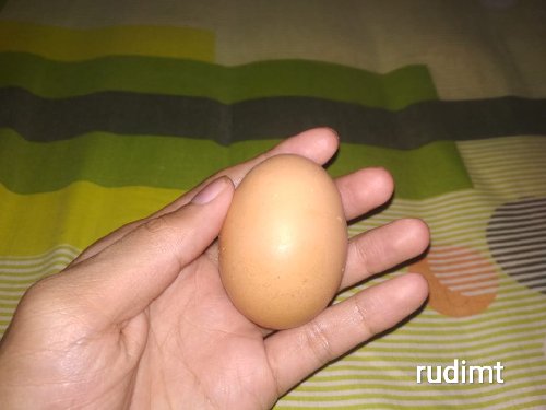 Tips dan Solusi Agar Bulu Hamster Gak Rontok Lagi