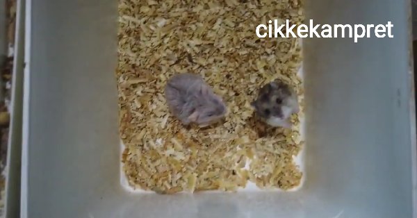 Tips Agar Hamster Cepat Kawin Versi Ane