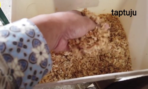 Baru Membeli Hamster? Begini Cara Menjinakkannya Dengan Cepat Versi Ane