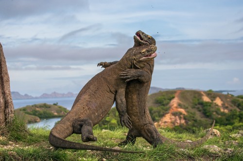 Pulau Komodo, Si Raja Kadal yang Menjelma Jadi Wisata Mahal 