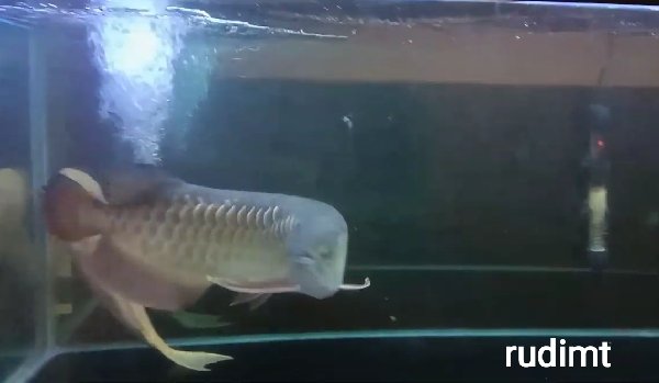 &#91;VERSI ANE&#93; Cara Pelihara Ikan Arwana di Aquarium yang Simpel &amp; Mudah 