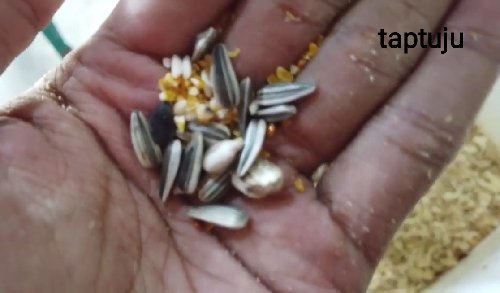 Baru Membeli Hamster? Begini Cara Menjinakkannya Dengan Cepat Versi Ane
