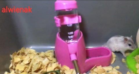 Cara Merawat Hamster Bagi Pemula Versi Ane