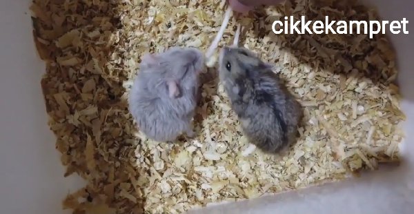 Tips Agar Hamster Cepat Kawin Versi Ane