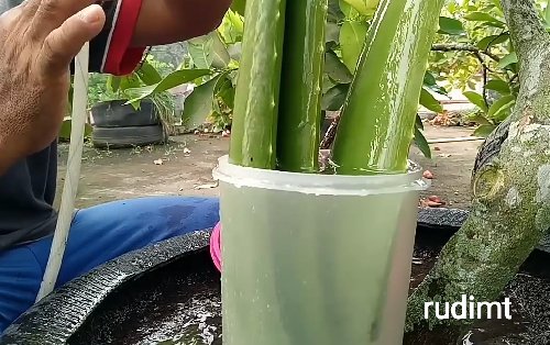 Tips dan Solusi Agar Bulu Hamster Gak Rontok Lagi