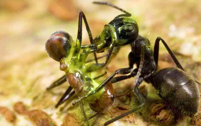 Colobopsis Explodens, Semut Yang Bisa Meledakan Tubuhnya Sendiri