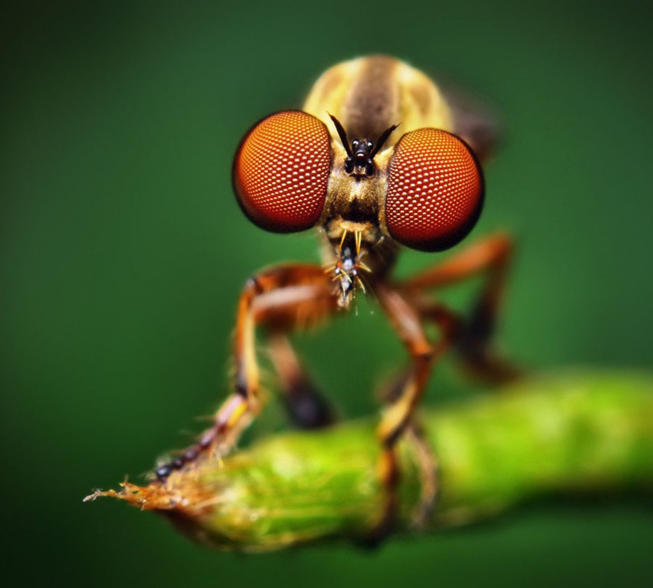 45 Foto Makro yang menakjubkan 