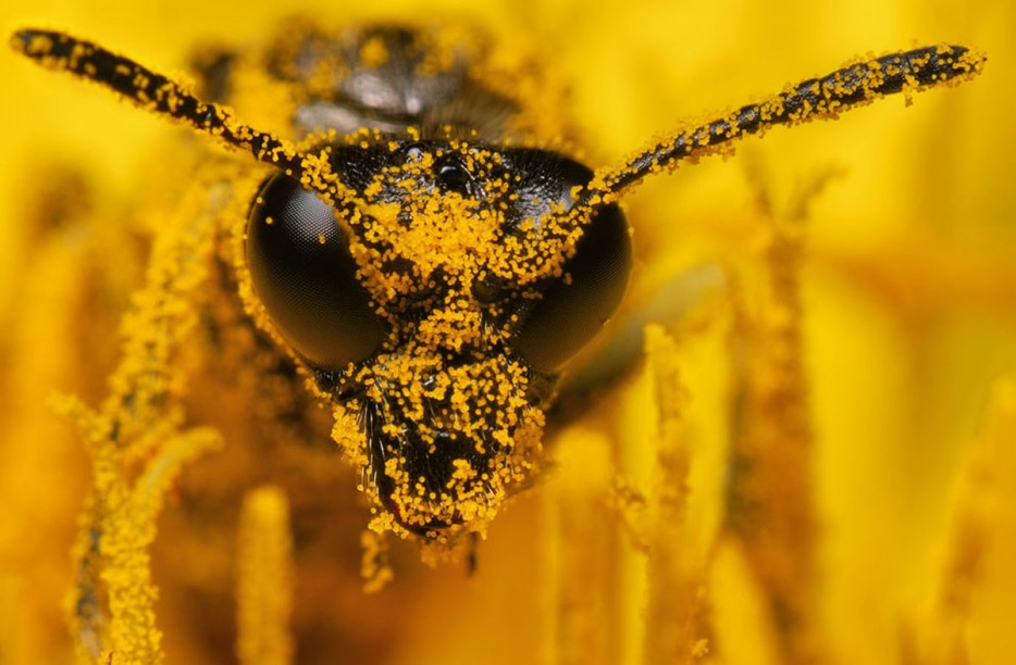 45 Foto Makro yang menakjubkan 