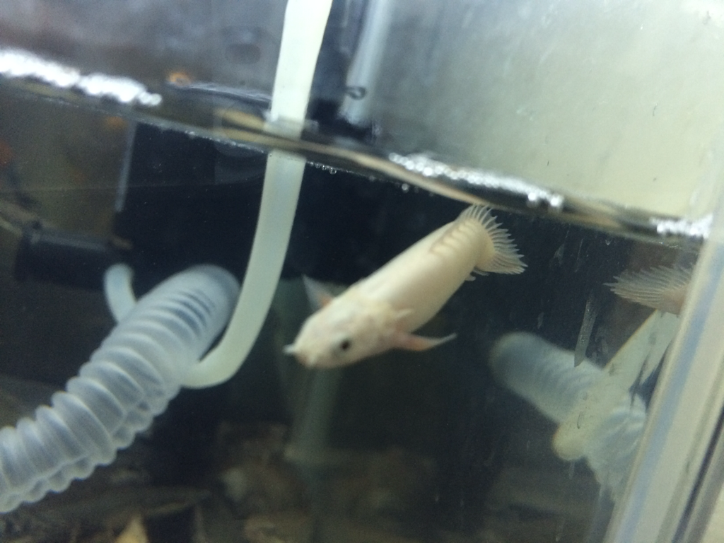 PALMAS SENEGALUS PLATINUM 5 CM