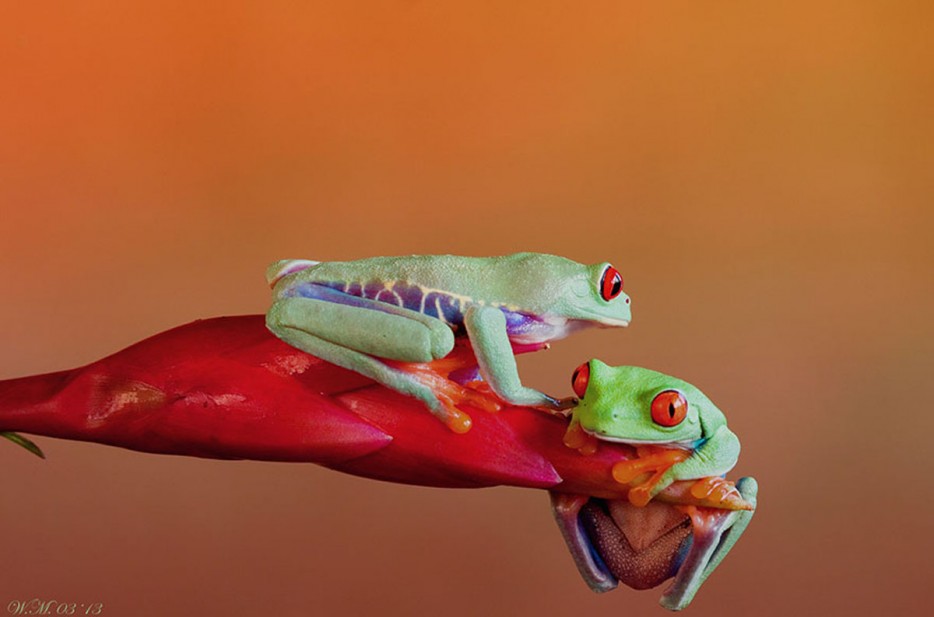 45 Foto Makro yang menakjubkan 