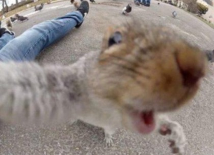 Emangnya Manusia Doang Yang Bisa Foto Selfie, Binatang Juga Bisa Gan.. Asli Keren