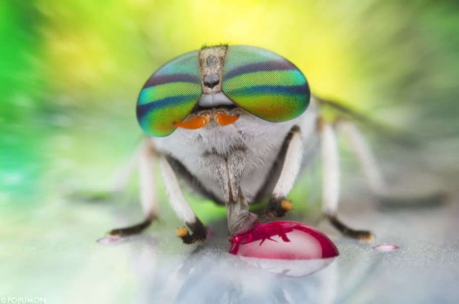 45 Foto Makro yang menakjubkan 