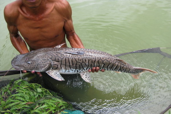 Hewan - Hewan Yang ada di Sungai Amazon