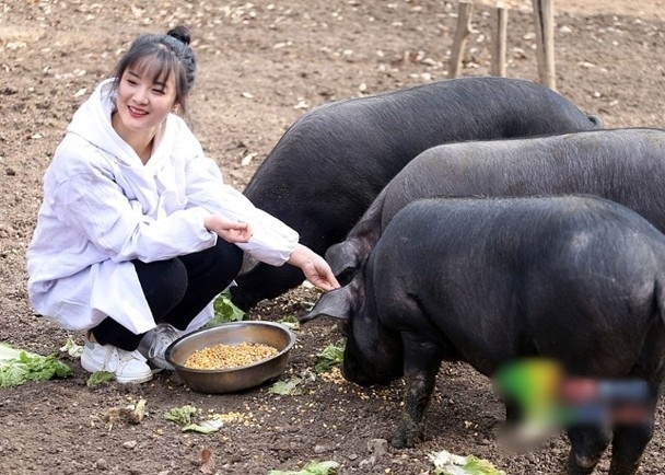  Seorang Ayah Tawarkan 300 Babi bagi Siapapun yang Nikahi Anaknya