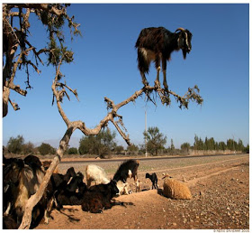 KAMBING udah terlalu mainstream, liat Qurban ane gan