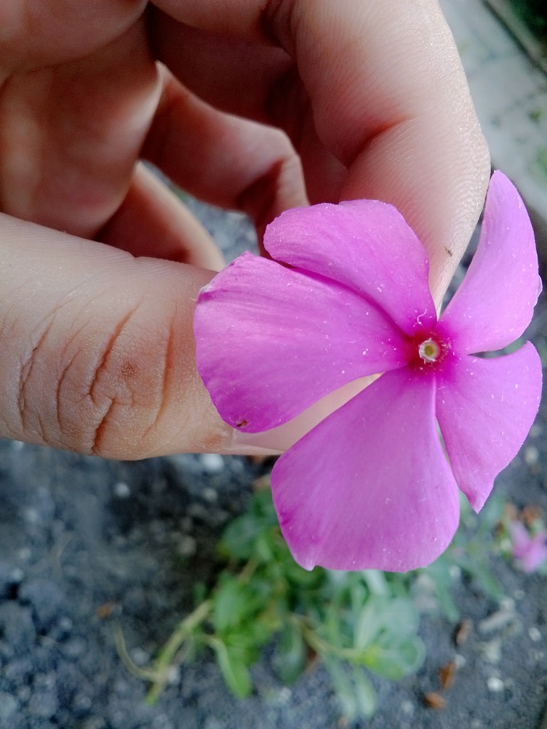 official-lounge-nokia-lumia-all-series-read-page-one-first