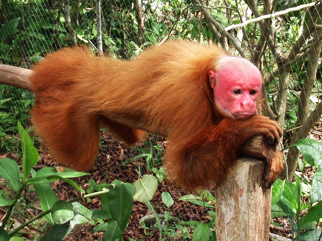 10 Hewan Langka yang Terancam Punah