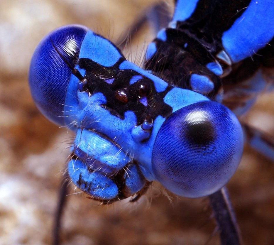 45 Foto Makro yang menakjubkan 