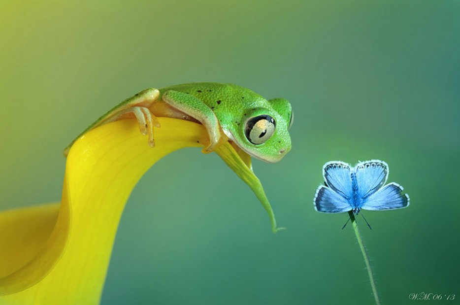 45 Foto Makro yang menakjubkan 