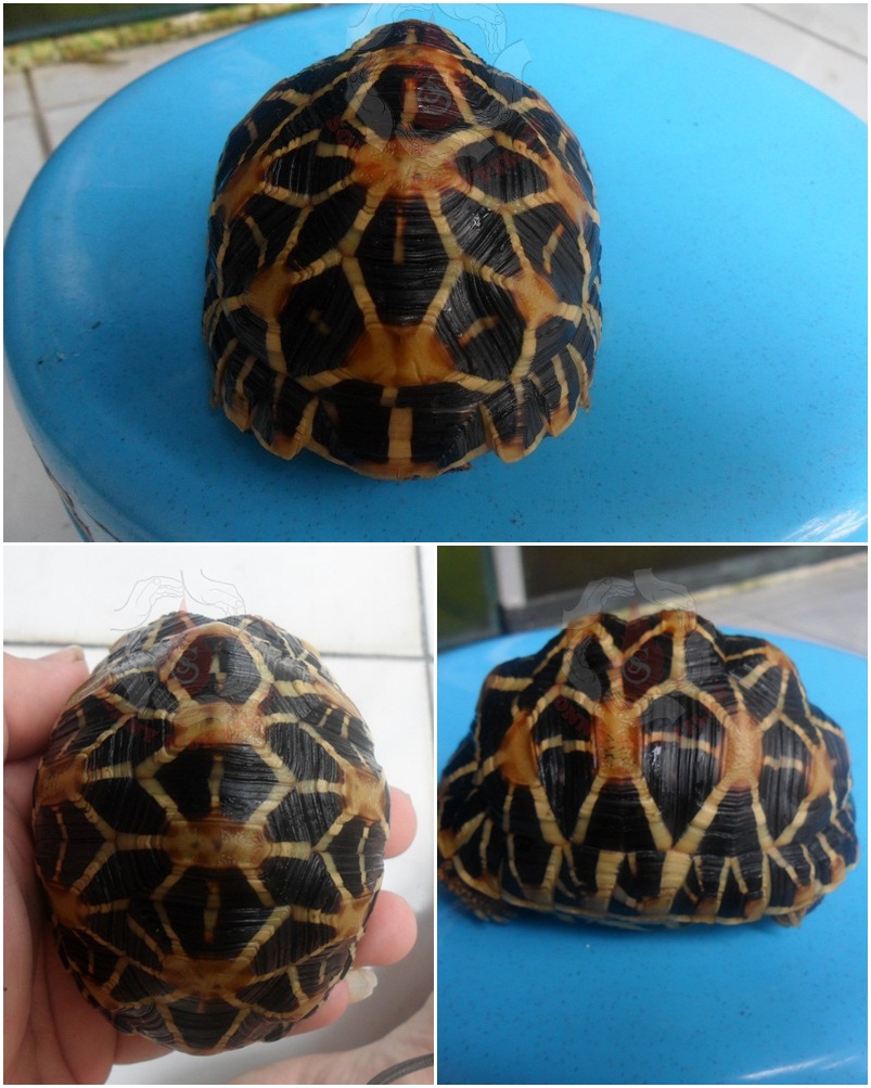 Kura darat, Istar (indian star), red foot, pardalis torto
