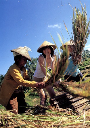 Model Jepang Bertani di Indonesia (AGAK BB)