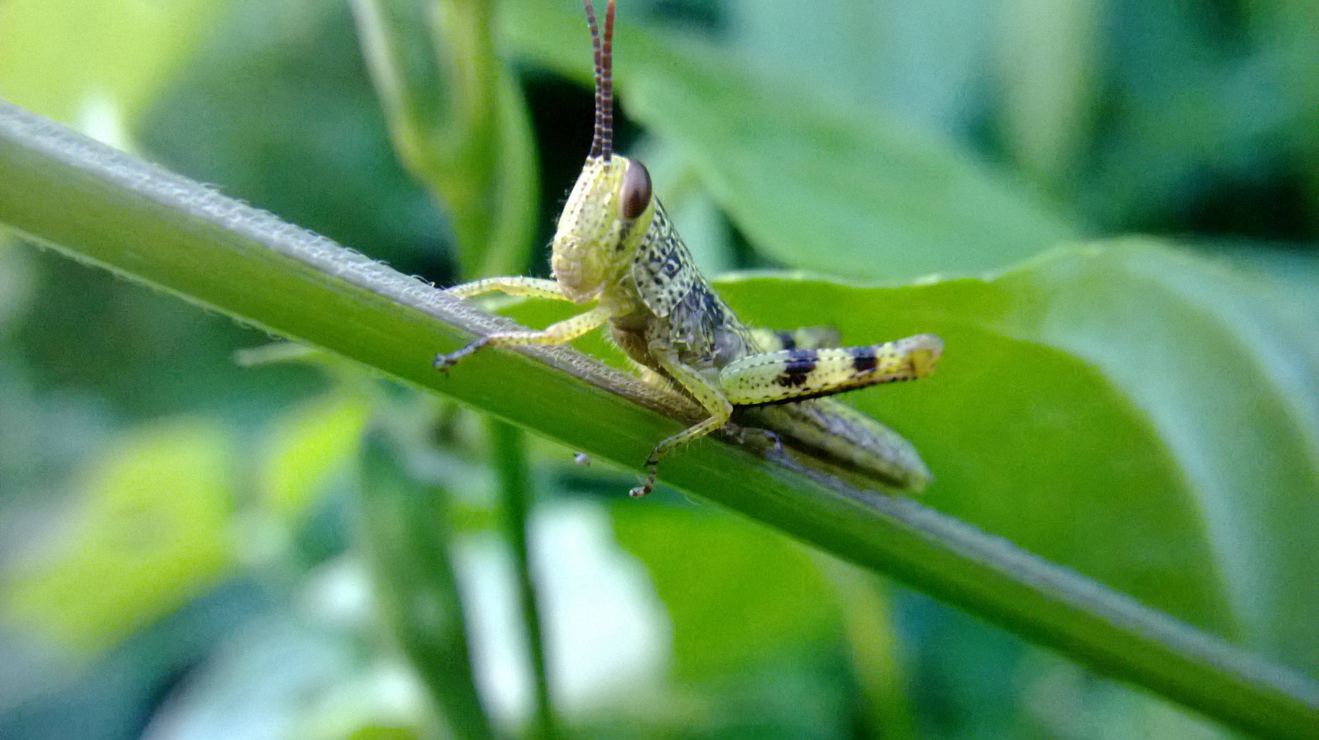 &#91;share&#93; photo macro mennggunakan camera handphone.
