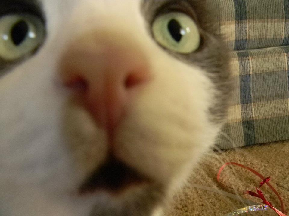 Ekspresi kucing yang mengagumkan