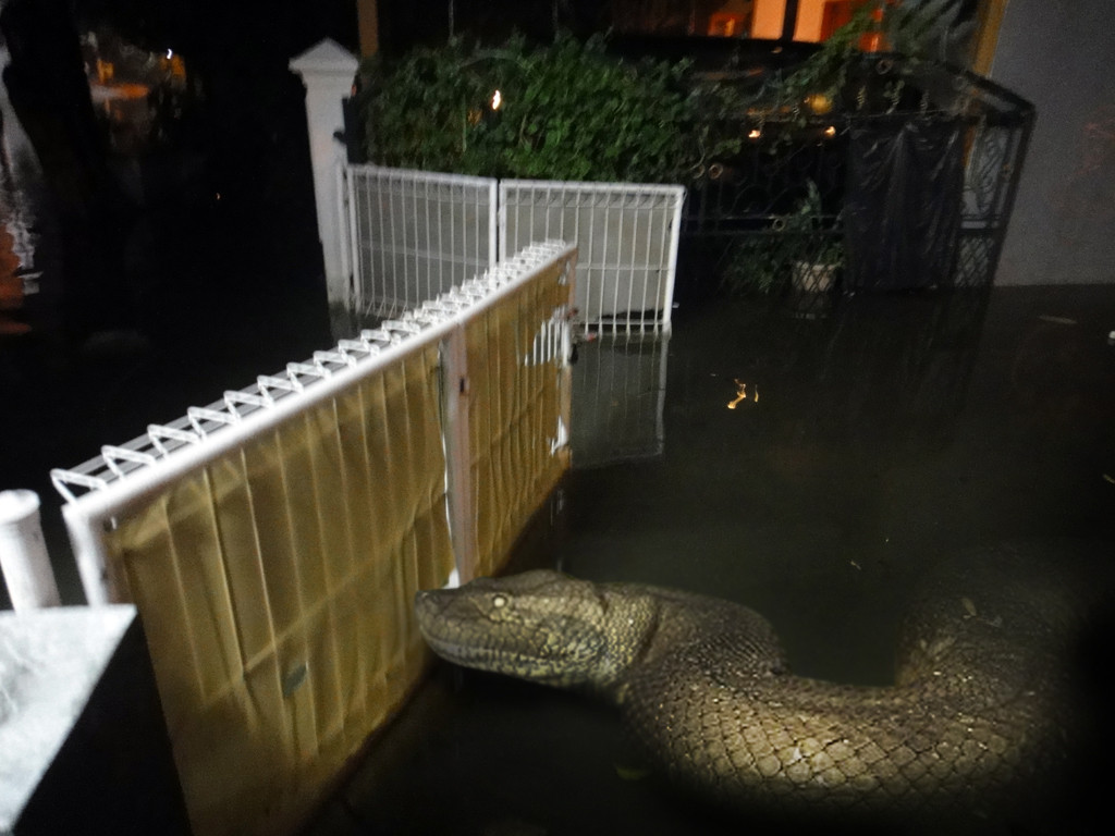 Jakarta Banjir ada Ular Gedhe Gaaan !!!