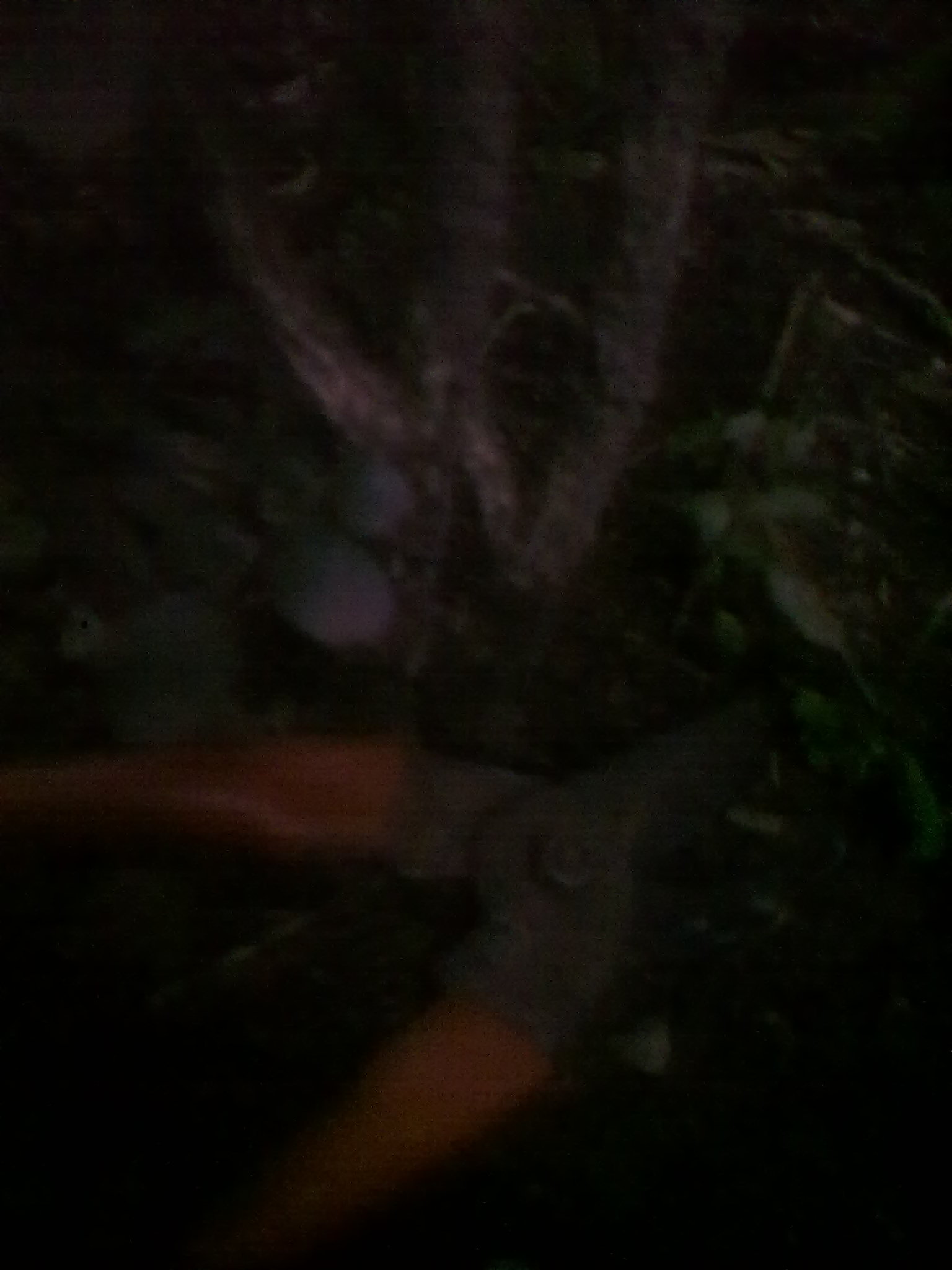 bonsai-kaskus-reborn--forum-sharing--diskusi-seputar-seni-bonsai-indonesia