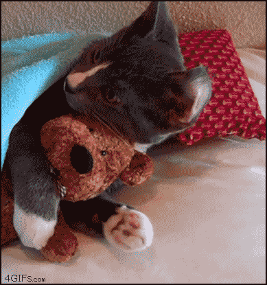 Kumpulan Animasi Kucing Yang Luthu bin Unyu