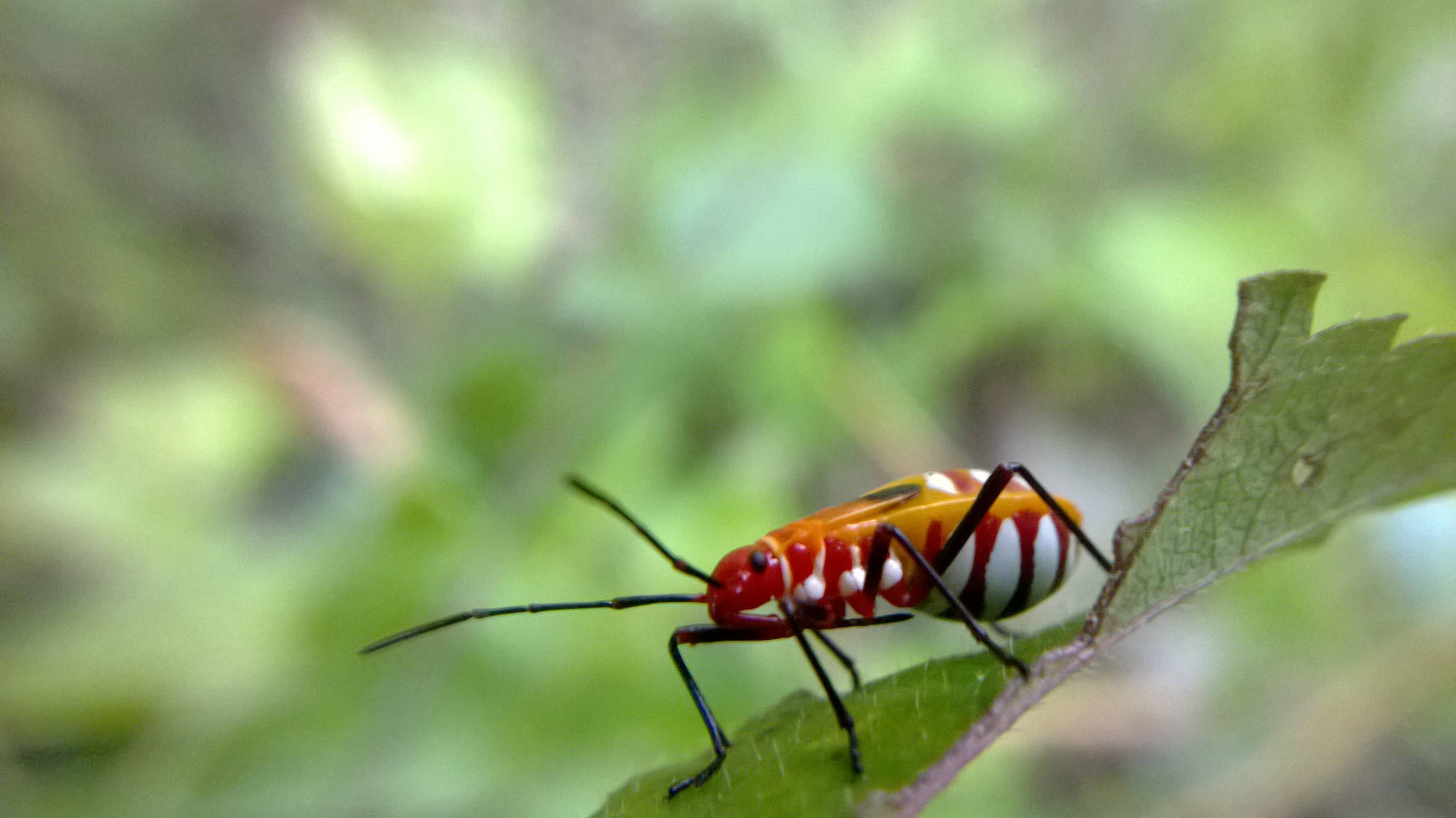 &#91;share&#93; photo macro mennggunakan camera handphone.