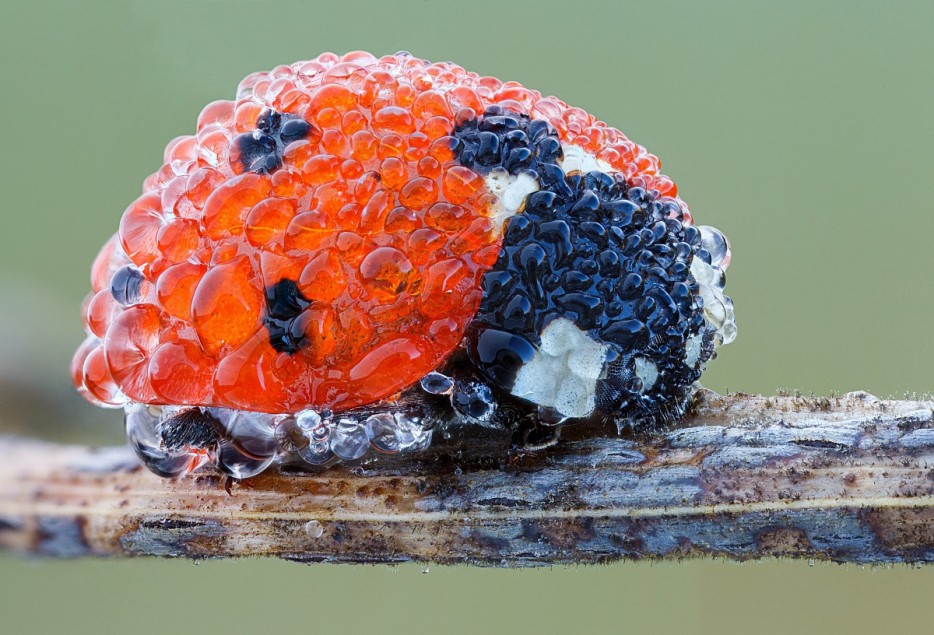 45 Foto Makro yang menakjubkan 