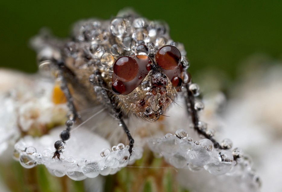 45 Foto Makro yang menakjubkan 