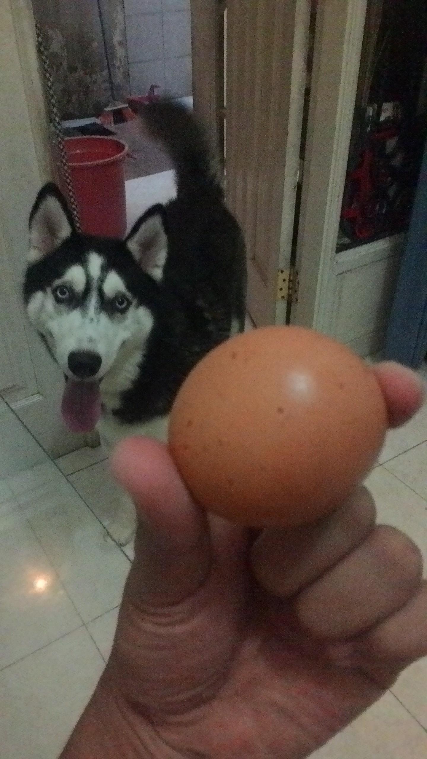 Telur Bebek Bulat Gegerkan Kulonprogo