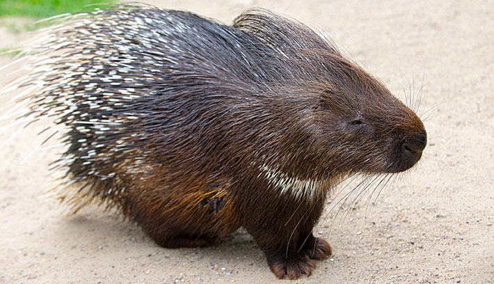 Mengenal PORCUPINE, landak yang &quot;sebenarnya&quot;.
