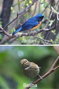 prinia-familiaris-ciblek-the-little-fighter