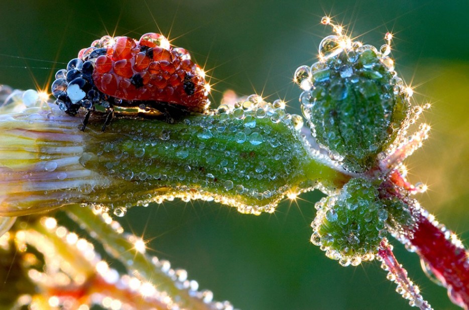 45 Foto Makro yang menakjubkan 