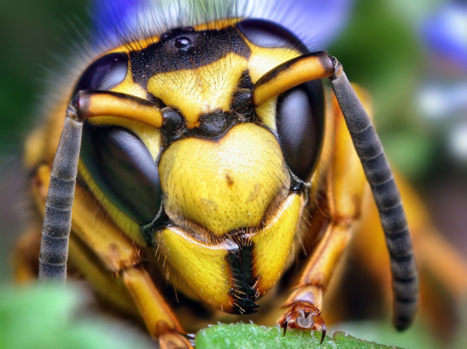 45 Foto Makro yang menakjubkan 