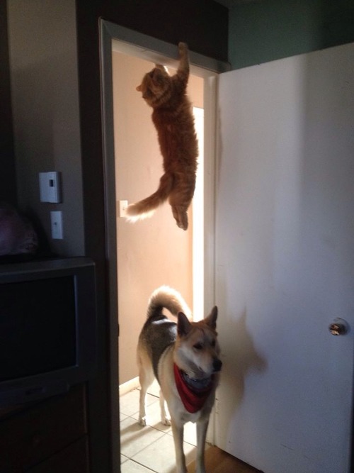 &#91;PIC&#93; Kucing Lucu Bertingkah Layaknya Agen Rahasia