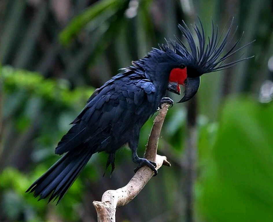 Burung - Burung Langka Asli Indonesia 