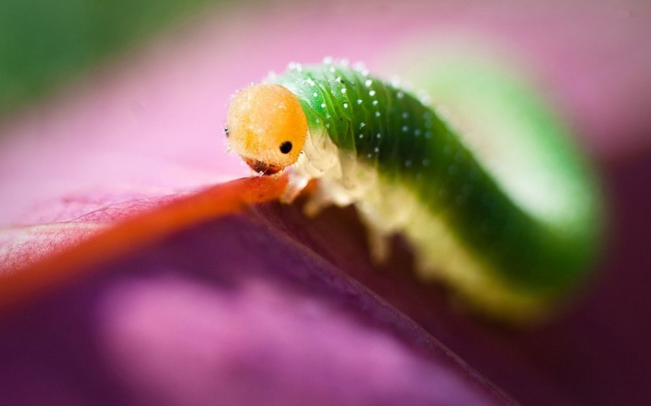 45 Foto Makro yang menakjubkan 