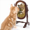 wowo-itu-kucing-garong-ga-tau-diri-menganggap-dirinya-macan