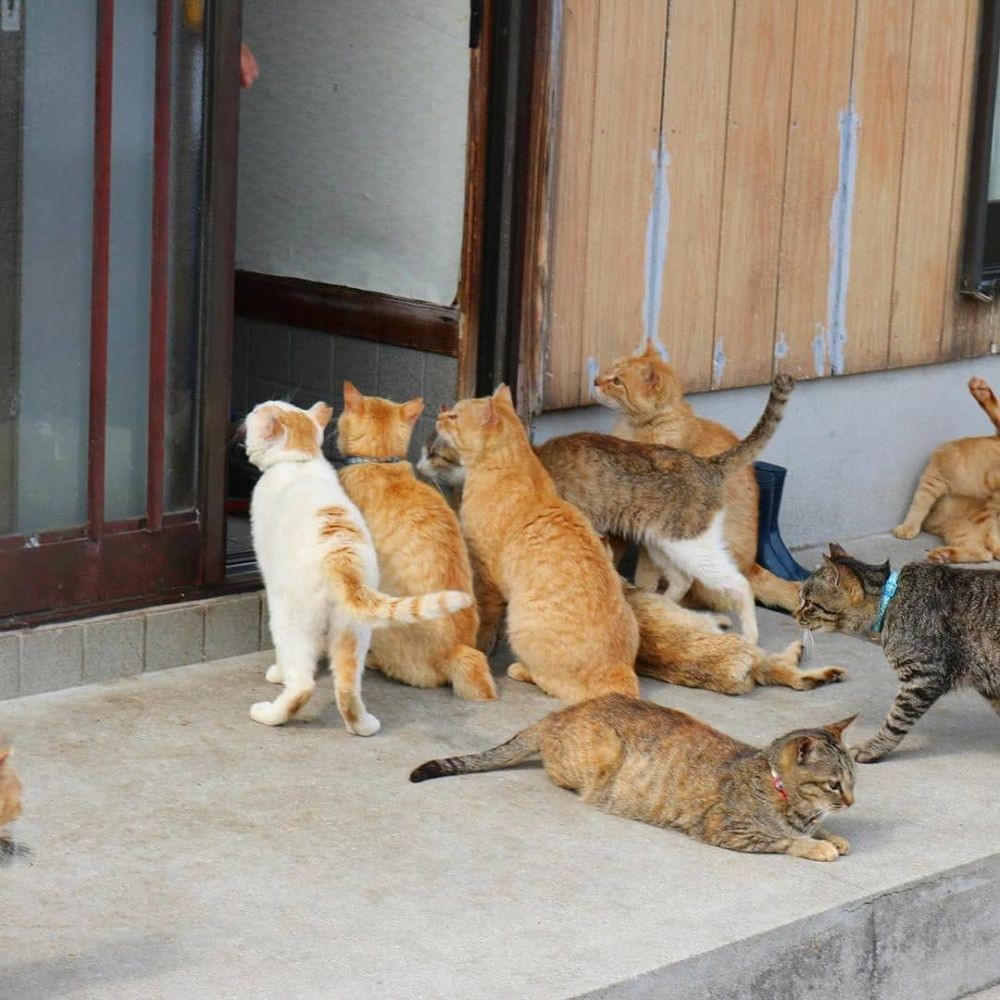 10 Fakta Unik Aoshima, Pulau Kucing di Jepang yang Gemesin Banget!