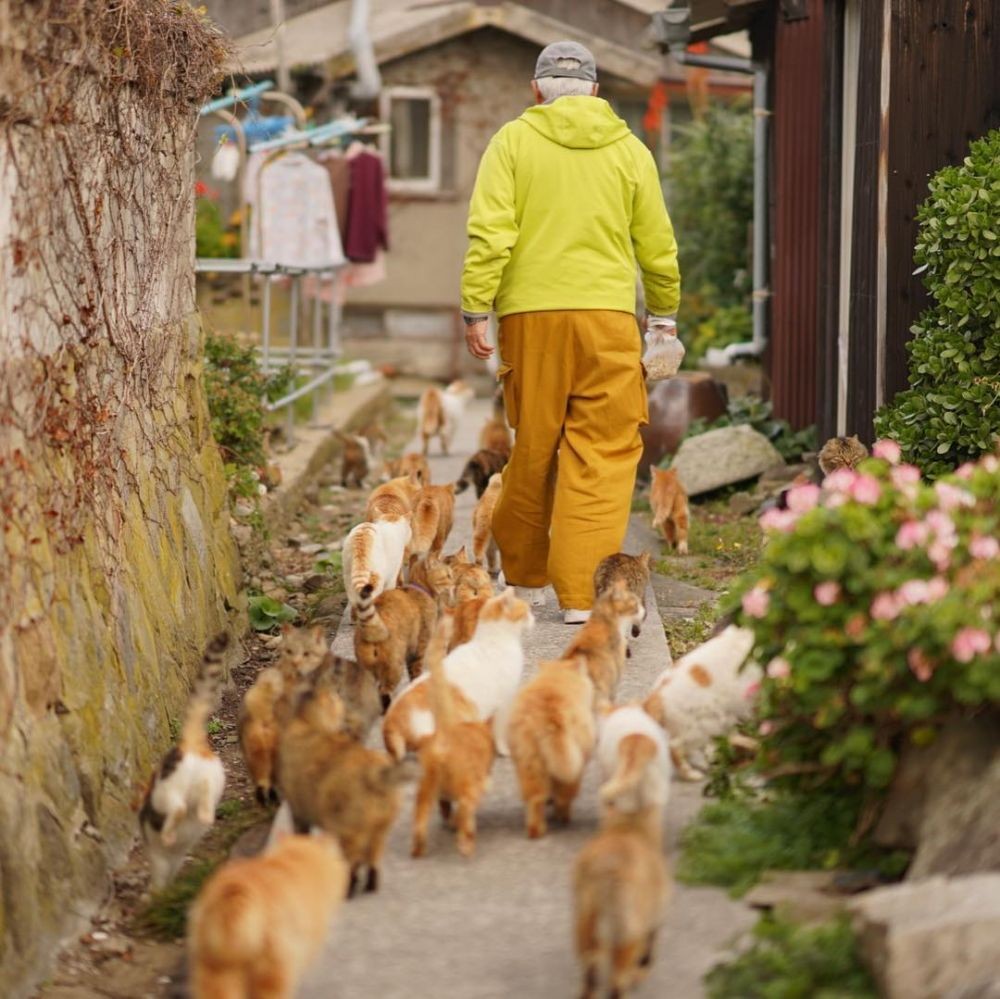 10 Fakta Unik Aoshima, Pulau Kucing di Jepang yang Gemesin Banget!