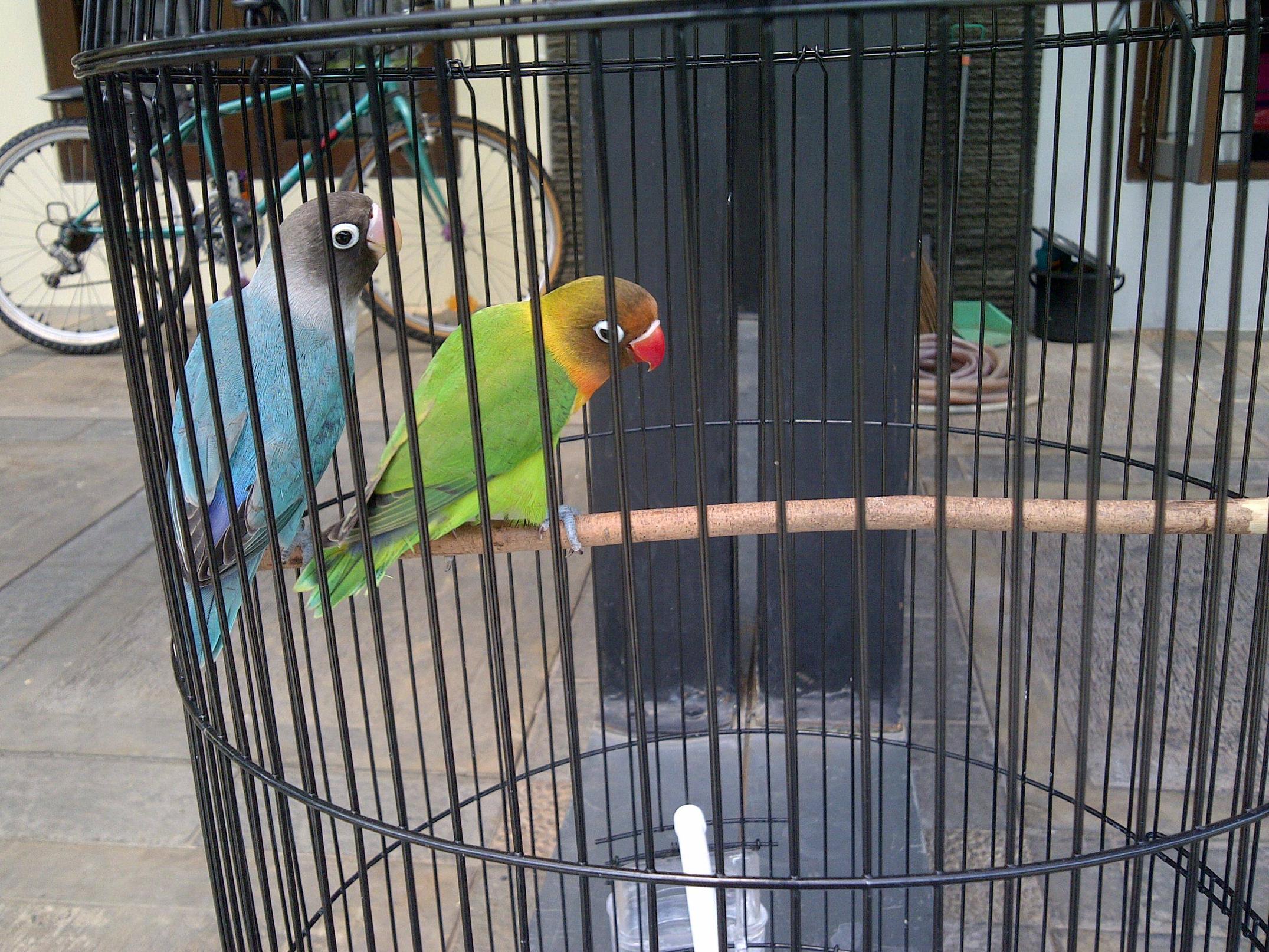 jual sepasang burung lovebird ijo dakocan sama biru dakocan+kandang