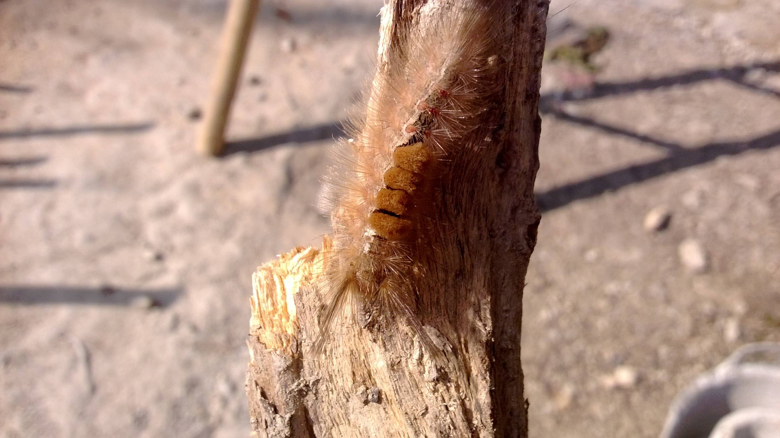 &#91;share&#93; photo macro mennggunakan camera handphone.