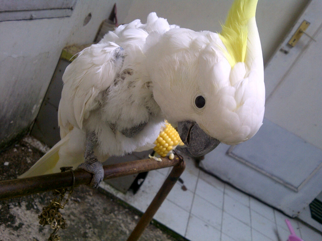 sharing-burung-paruh-bengkok-ii