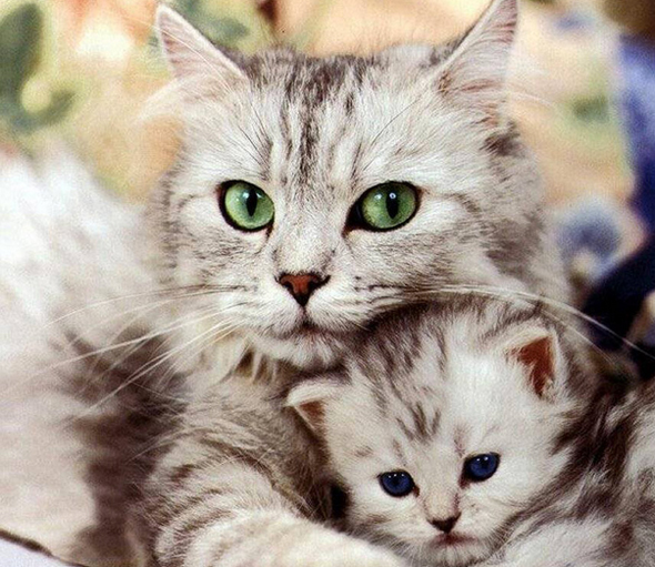 &#91;PICT&#93; Kasih Sayang Induk Kucing pada Anaknya...
